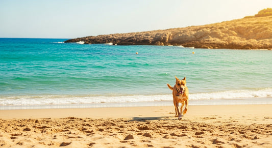 Hund am Strand in Italien beim Urlaub mit Hund