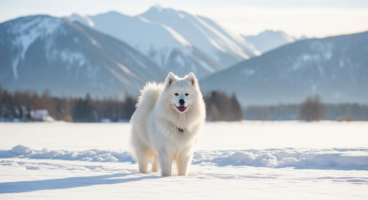 Hund im Schnee bei Winterurlaub in den Bergen